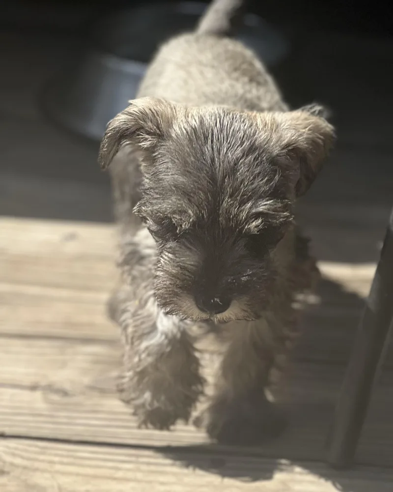 A baby small-sized male Gray / Blue / Silver Miniature Schnauzer dog named Rory for adoption in Encino, CA