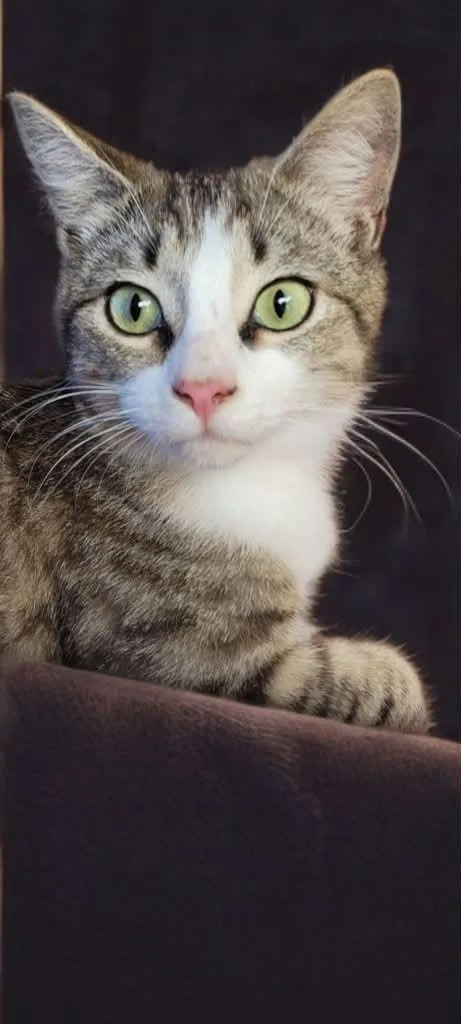 A young medium-sized male Tabby (Brown / Chocolate) American Bobtail cat named Riku for adoption in Houston, TX