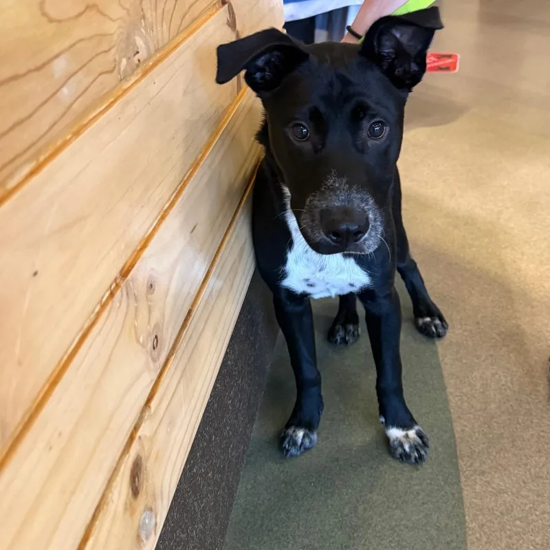 A baby medium-sized male Black Pit Bull Terrier dog named Jagger for adoption in Upland, CA