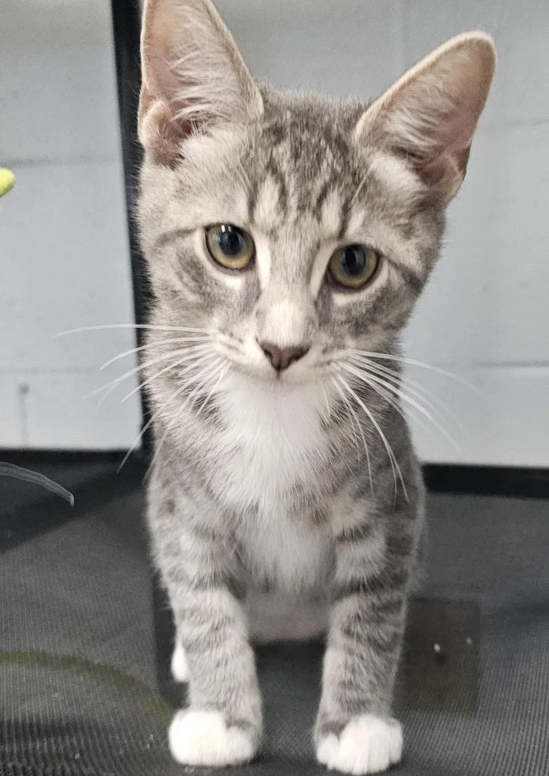 A baby small-sized male Gray & White Domestic Short Hair cat named Dewey for adoption in Morganton, NC