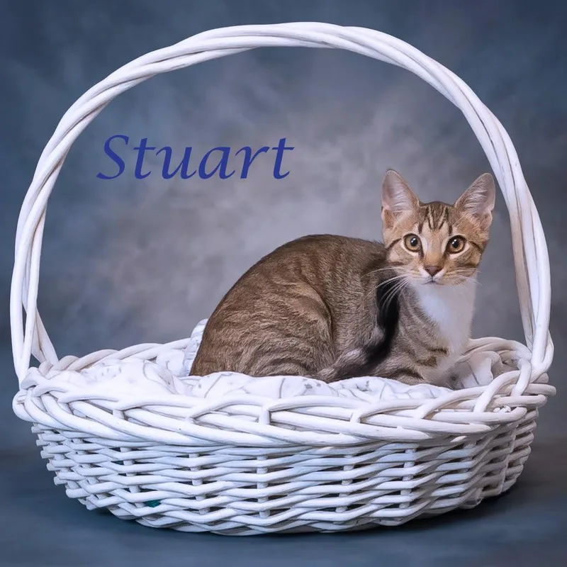 A baby medium-sized male Brown / Chocolate Domestic Short Hair cat named Stuart C for adoption in Lebanon, TN