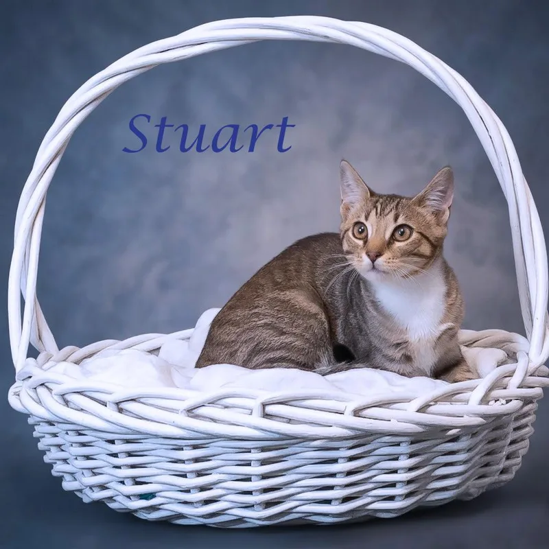 Stuart C thumbnail 2