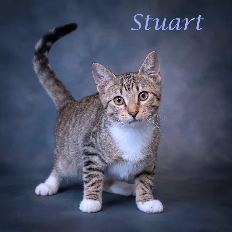 Stuart C thumbnail 3