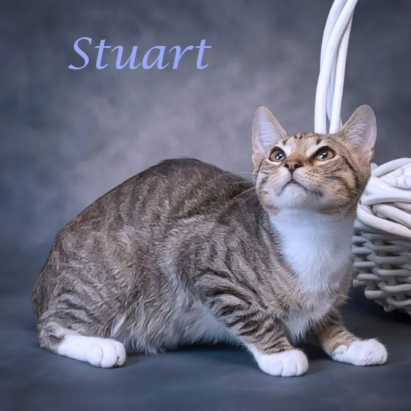 Stuart C thumbnail 4