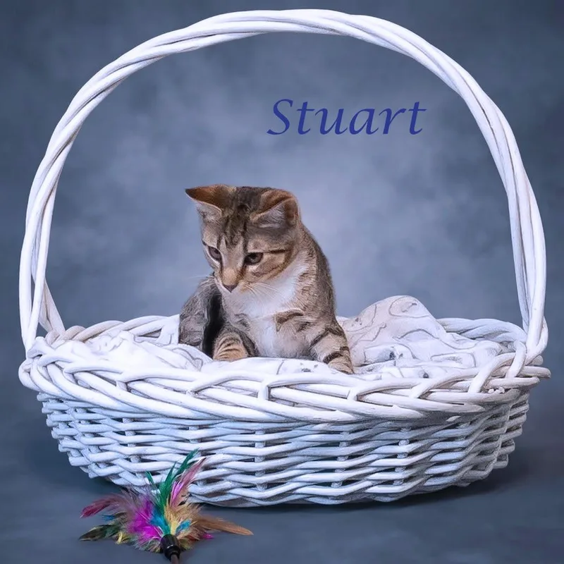 Stuart C thumbnail 5