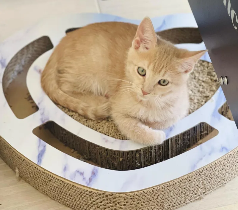A baby small-sized male Domestic Short Hair cat named Milo Lindner for adoption in Chandler, AZ