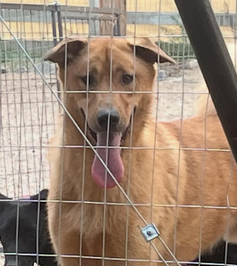 An adult large-sized male Golden Shepherd dog named Cody for adoption in Longmont, CO