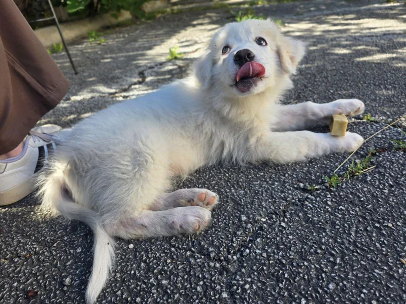 A baby large-sized male Great Pyrenees dog named Boaz for adoption in Luling, TX