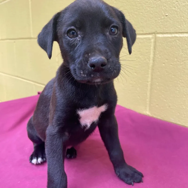 A baby small-sized male Black Mixed Breed dog named Treble for adoption in Valley, AL