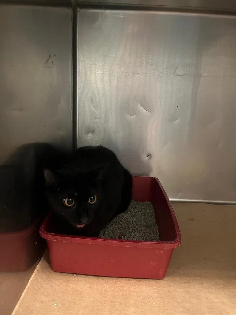 A young large-sized male Domestic Short Hair cat named Veronica for adoption in Cartersville , GA
