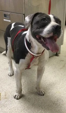 An adult small-sized female Pit Bull Terrier dog named Margarita for adoption in Riverside, CA