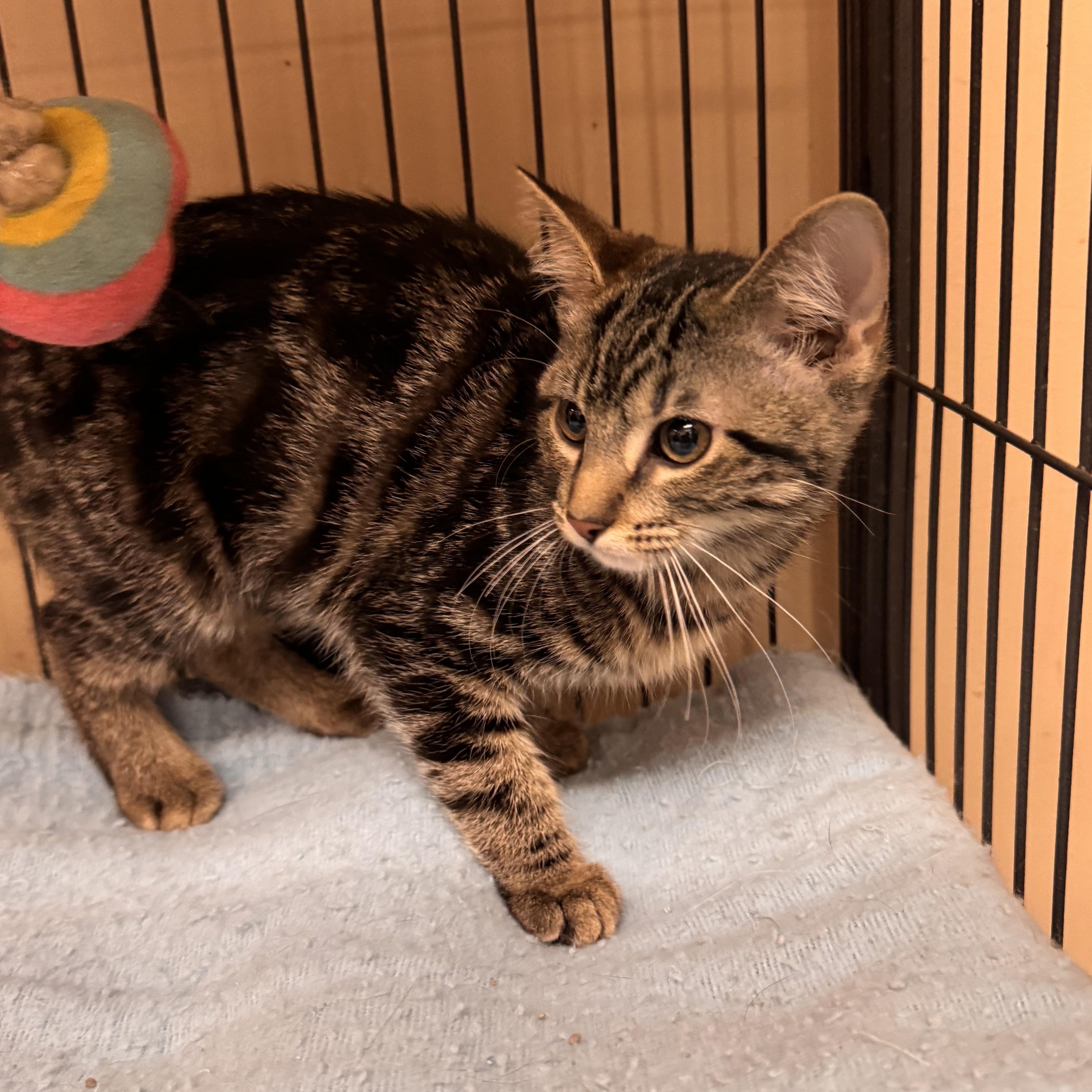 A baby medium-sized female Tabby (Tiger Striped) Domestic Short Hair cat named Peridot for adoption in Logan, OH