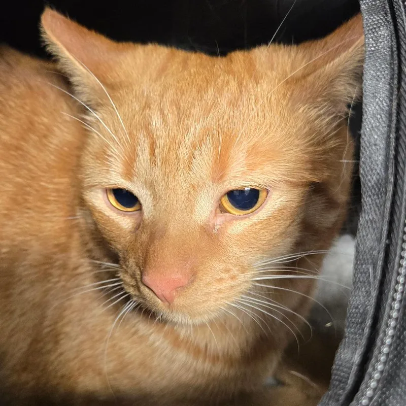 An adult large-sized female Orange / Red Domestic Short Hair cat named Cindy for adoption in Newark, NJ