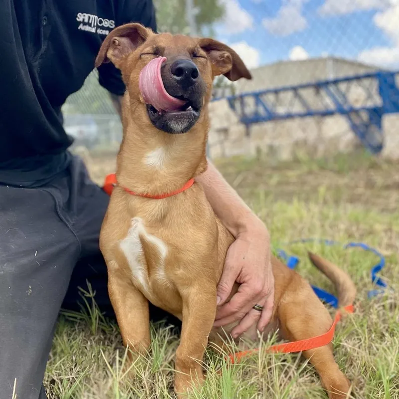 A young small-sized male Brown / Chocolate Dachshund dog named Corey for adoption in Wimberley, TX