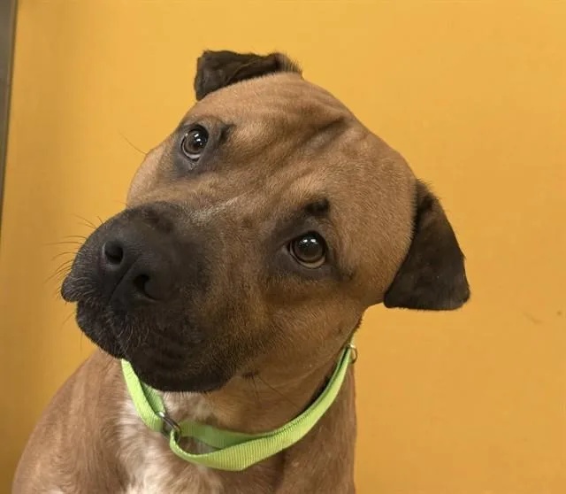 A young medium-sized male Pit Bull Terrier dog named Savage for adoption in Tucson, AZ