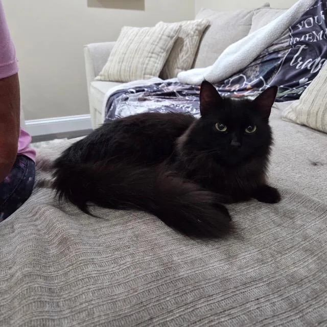 A baby medium-sized female Black Maine Coon cat named Ariel for adoption in Churchville, PA