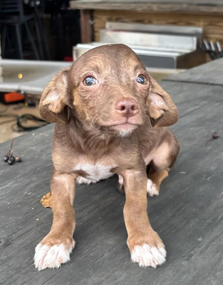 A baby small-sized male Chihuahua dog named Pecan for adoption in New Braunfels, TX
