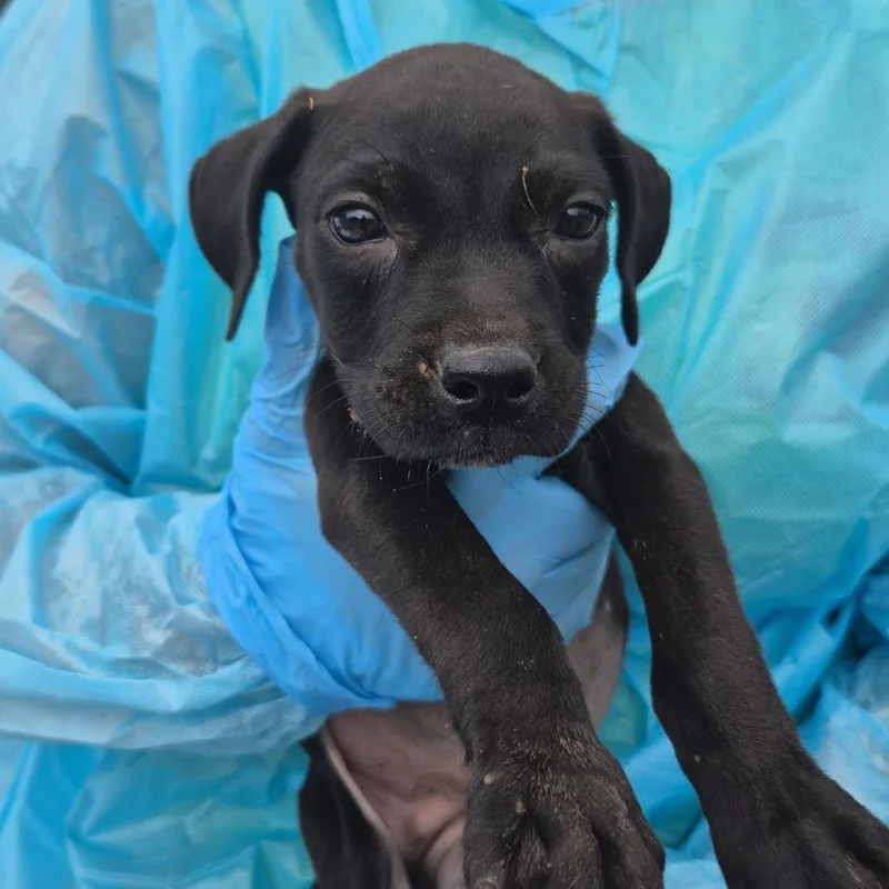 A baby small-sized male Black Mixed Breed dog named Carter for adoption in Corinth, MS