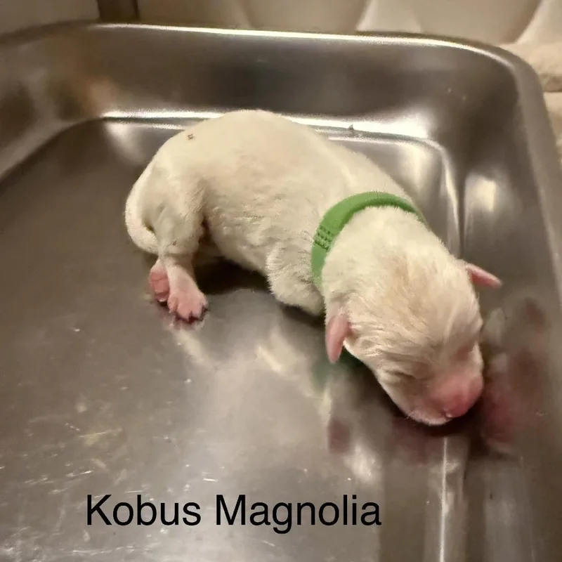 Kobus Magnolia