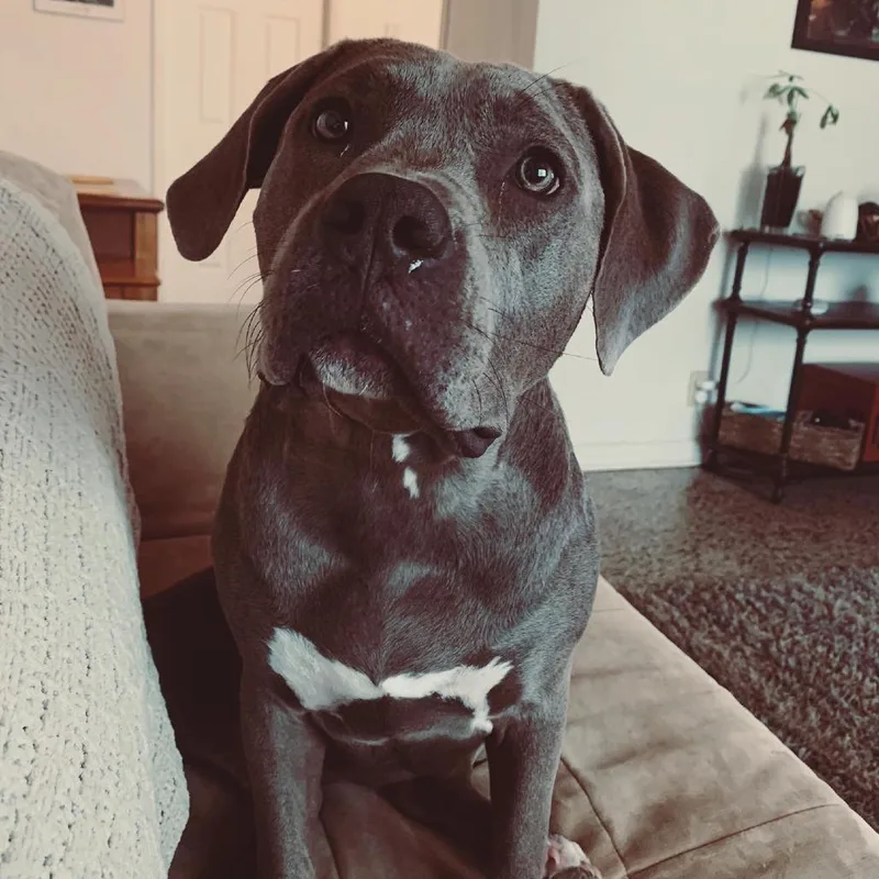 An adult large-sized female Gray / Blue / Silver English Bulldog dog named Winnie for adoption in West Palm Beach, FL
