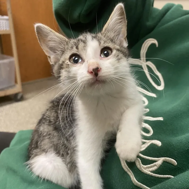 A baby small-sized male Brown / Chocolate Domestic Short Hair cat named Kenworth for adoption in Norfolk, NE