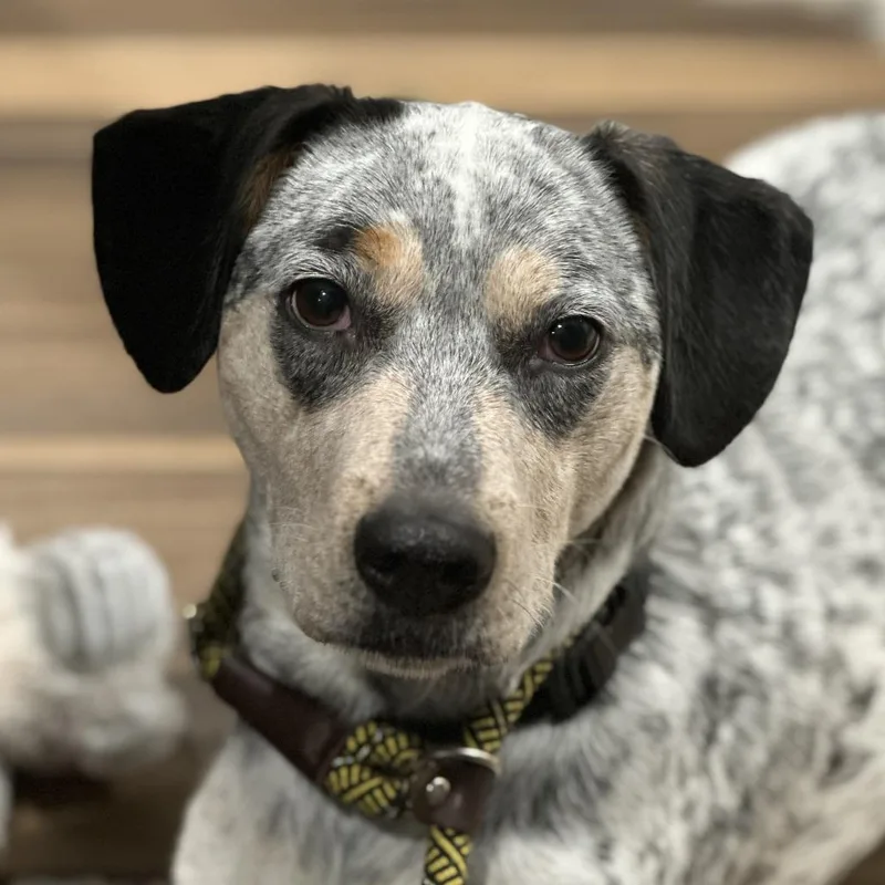 Ella