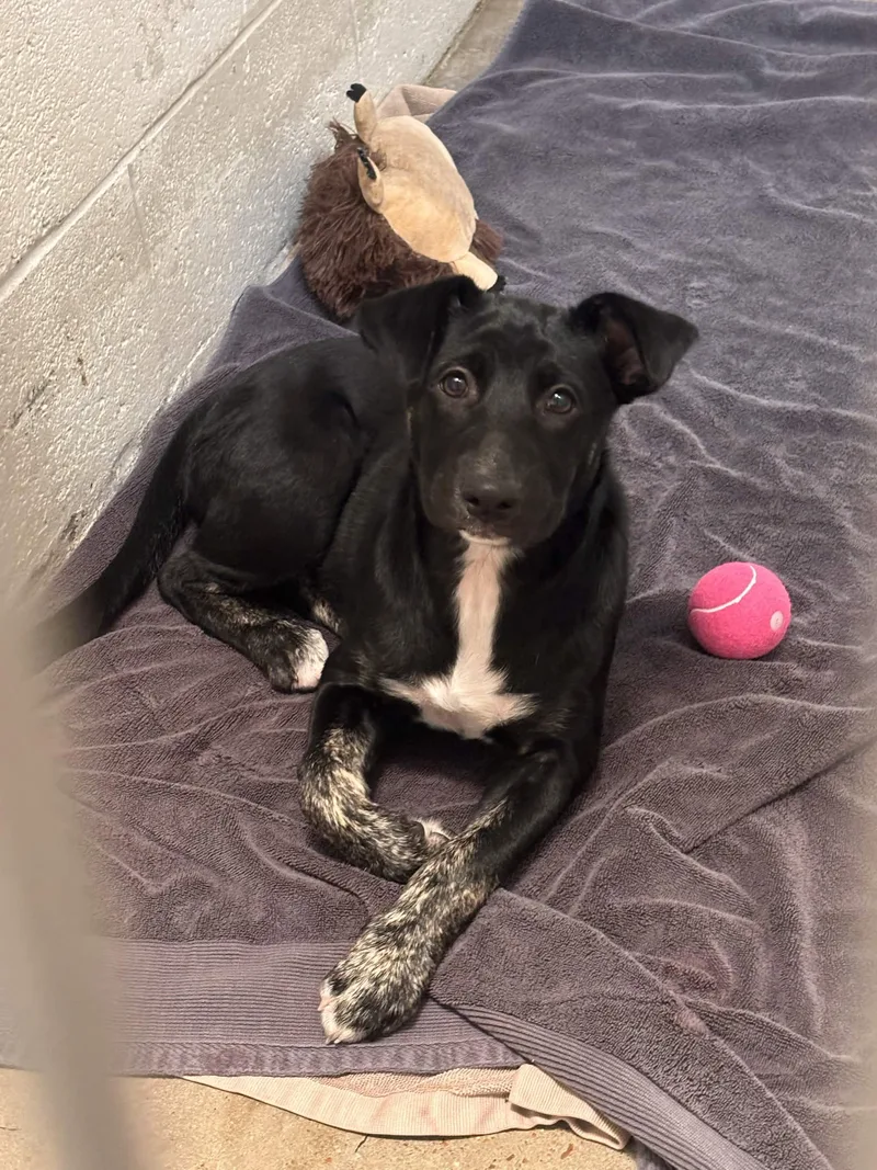 A baby medium-sized male Brindle Mixed Breed dog named Jack for adoption in Collierville, TN