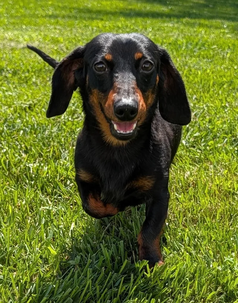 A young small-sized male Black Dachshund dog named Thomas in TN for adoption in Shelbyville, TN