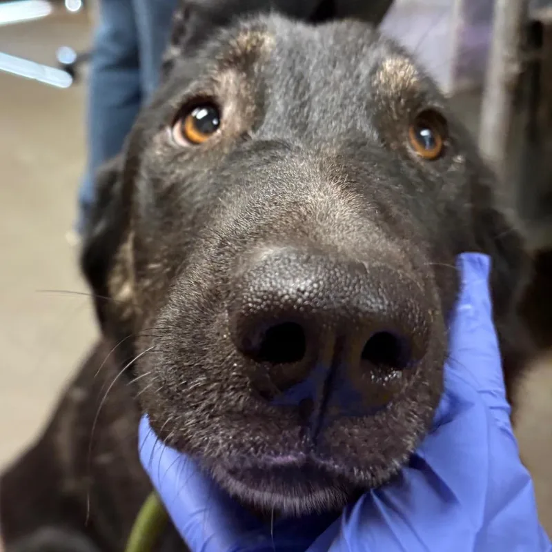 A young medium-sized female Black Retriever dog named Junebug for adoption in Yuma, AZ