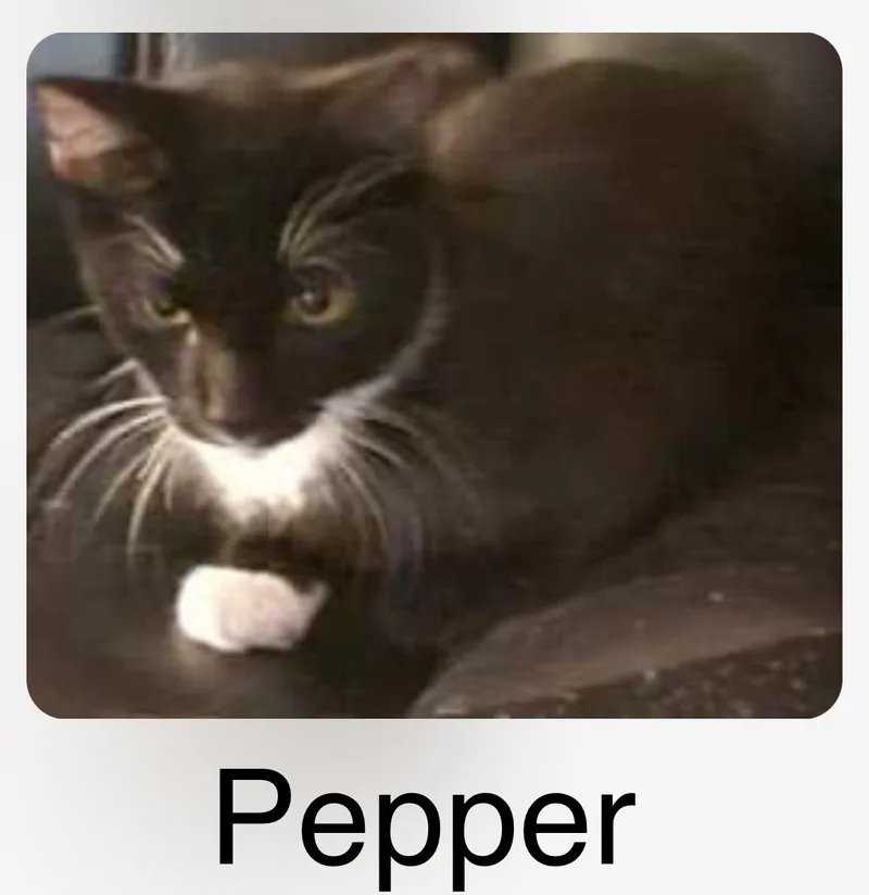 Pepper