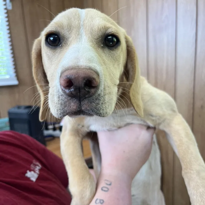 A young small-sized female Yellow / Tan / Blond / Fawn Mixed Breed dog named Sally for adoption in Bessemer, AL