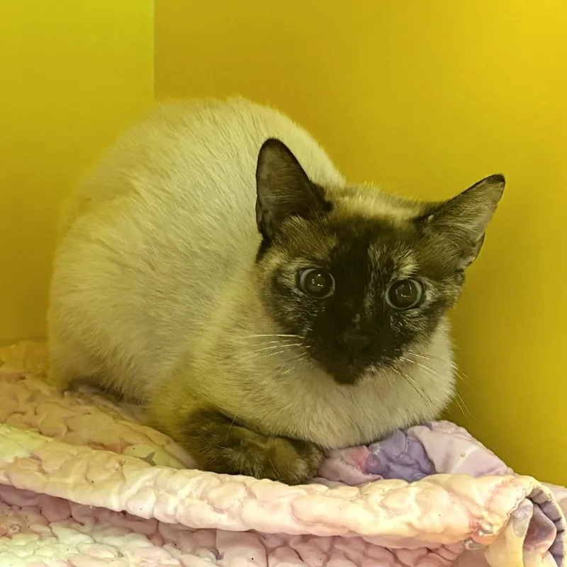 A young medium-sized female White Domestic Short Hair cat named The Thing for adoption in Abilene, TX