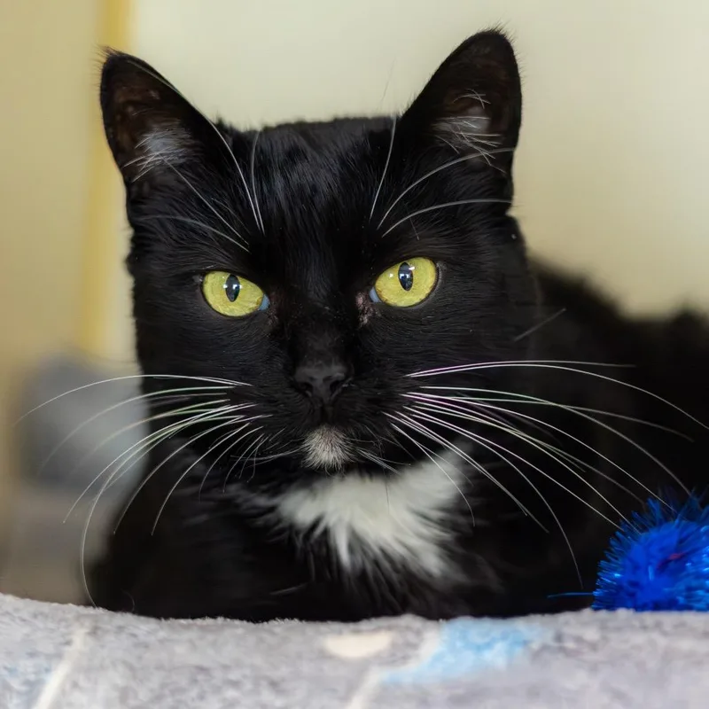 An adult medium-sized female Black Domestic Short Hair cat named Lulu for adoption in Wilmington, DE