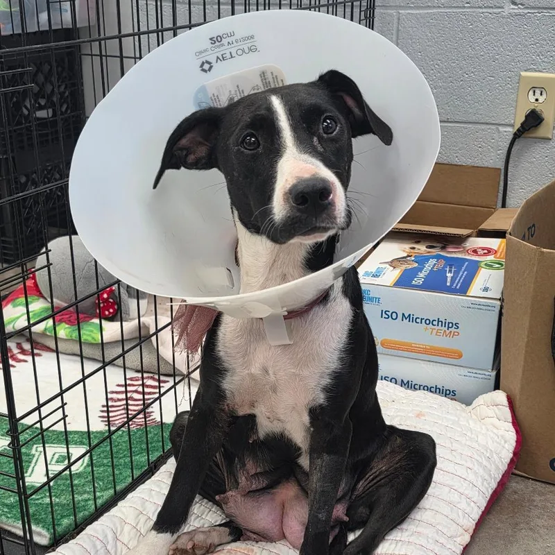 An adult medium-sized female Black Mixed Breed dog named Queenie for adoption in Duncan, OK