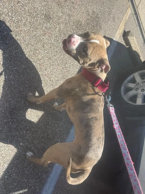 An adult medium-sized female Merle (Blue) Mixed Breed dog named Coco Puffs for adoption in Cincinnati, OH
