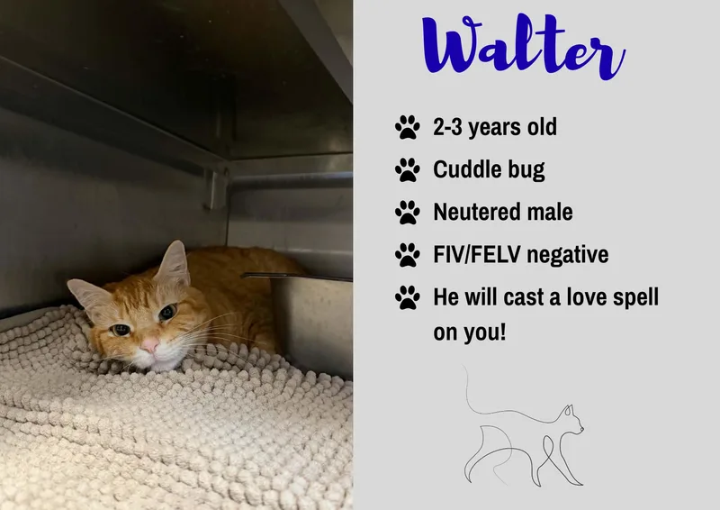An adult large-sized male Domestic Short Hair cat named Walter for adoption in Junction City, KS