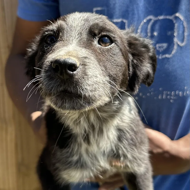 Scrappie  Local April thumbnail 2