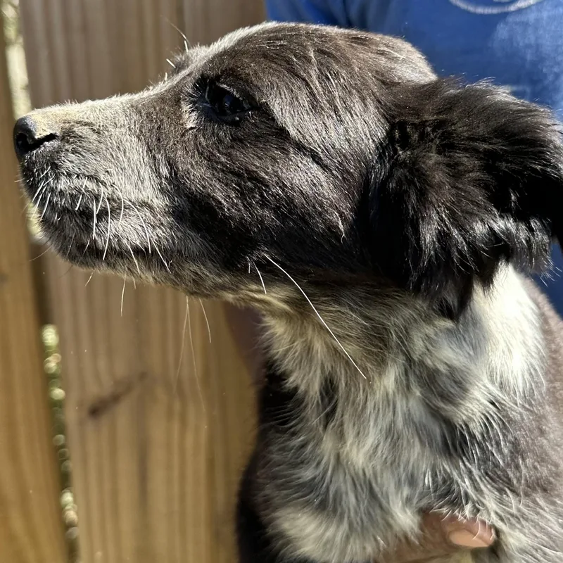 Scrappie  Local April thumbnail 3