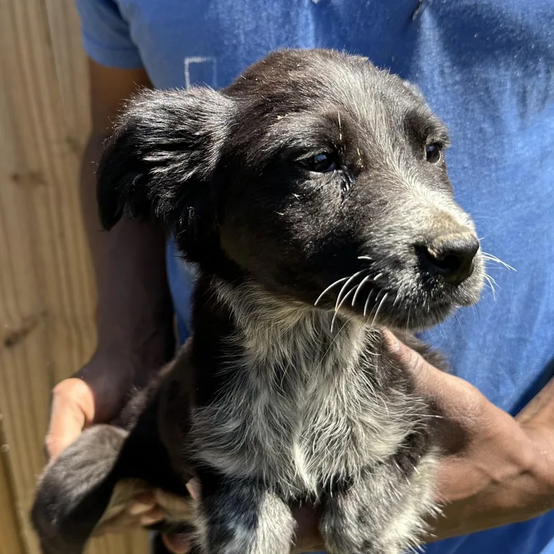 Scrappie  Local April thumbnail 4