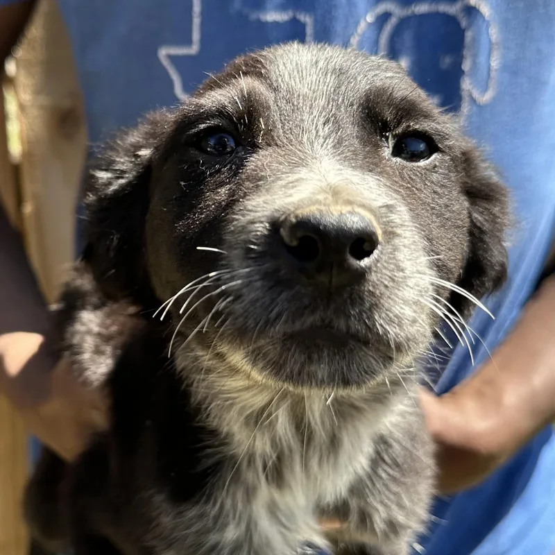 Scrappie  Local April thumbnail 5