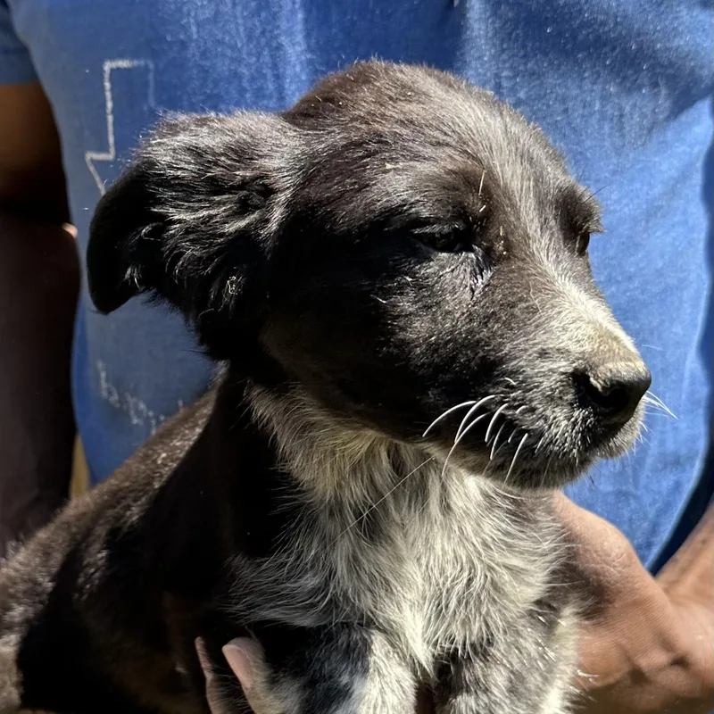 Scrappie  Local April thumbnail 6