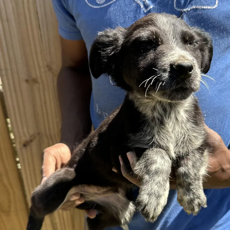 Scrappie  Local April