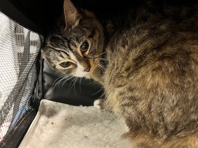 An adult medium-sized female Domestic Medium Hair cat named Lily for adoption in Tavares, FL