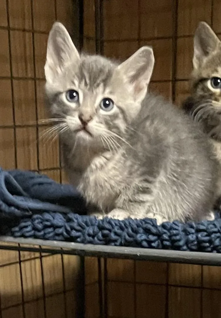 A baby medium-sized male Gray & White Domestic Short Hair cat named Pistachio for adoption in Warren, NJ