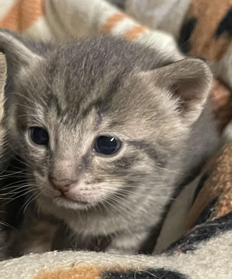 Pistachio thumbnail 2