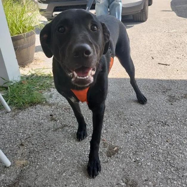 A young medium-sized female Black Labrador Retriever dog named Holly for adoption in Brooksville, KY