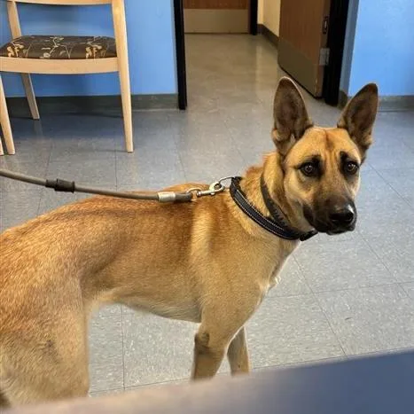 A young medium-sized female Yellow / Tan / Blond / Fawn Shepherd dog named Eva for adoption in Hawthorne, CA