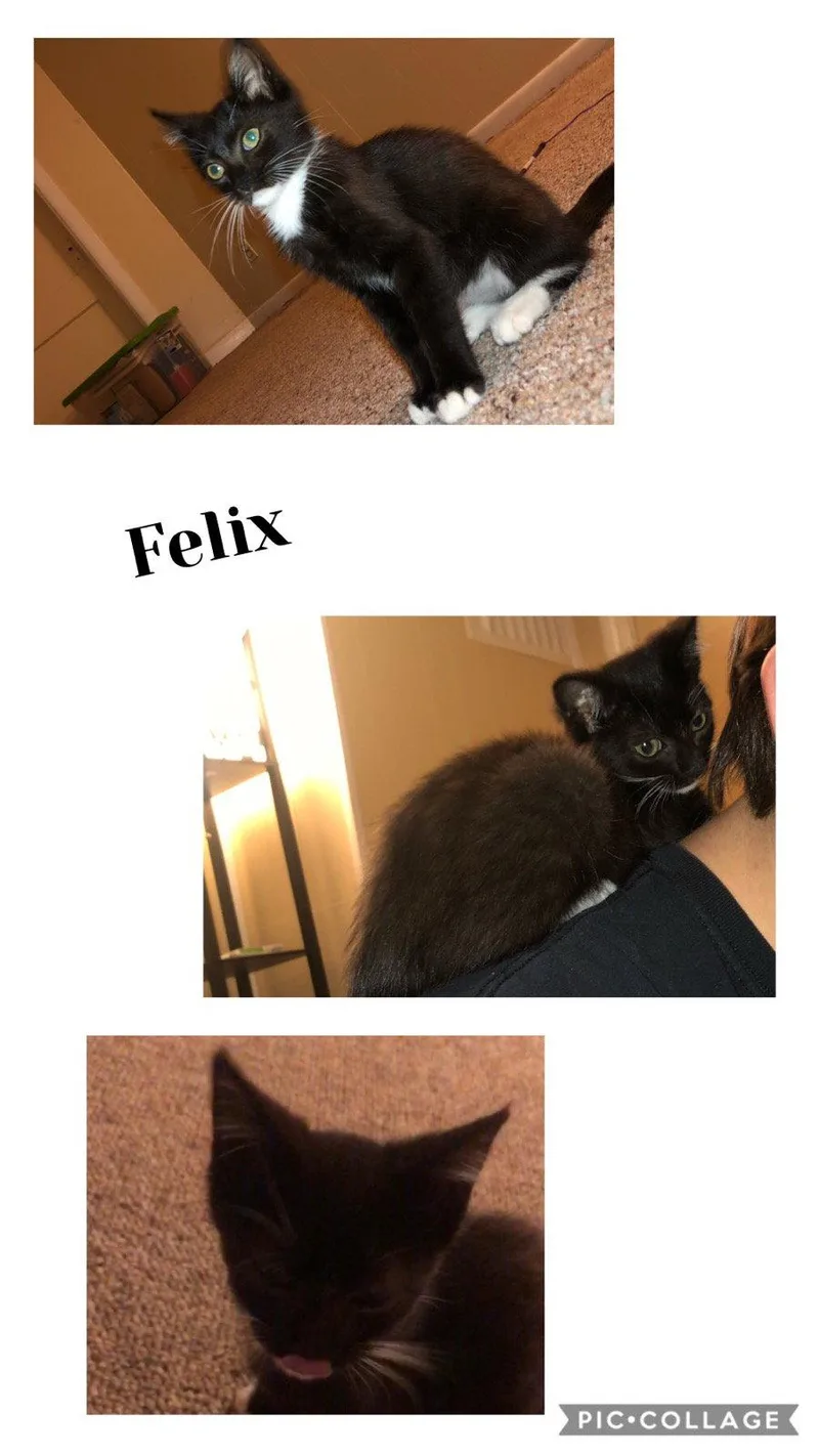 A baby medium-sized male Domestic Short Hair cat named Felix for adoption in Louisville, KY