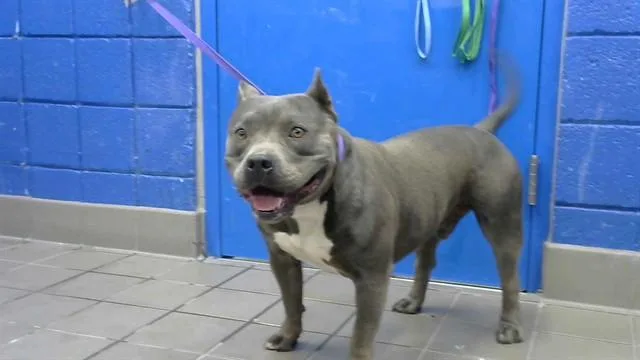 A young medium-sized male Pit Bull Terrier dog named Hank for adoption in Albuquerque, NM