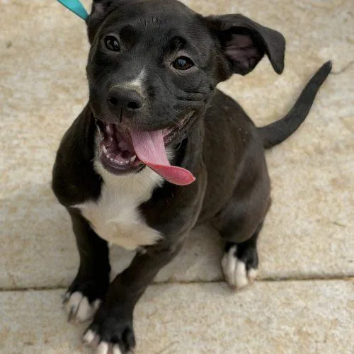 A baby medium-sized female Black Mixed Breed dog named Tori for adoption in Georgetown, KY